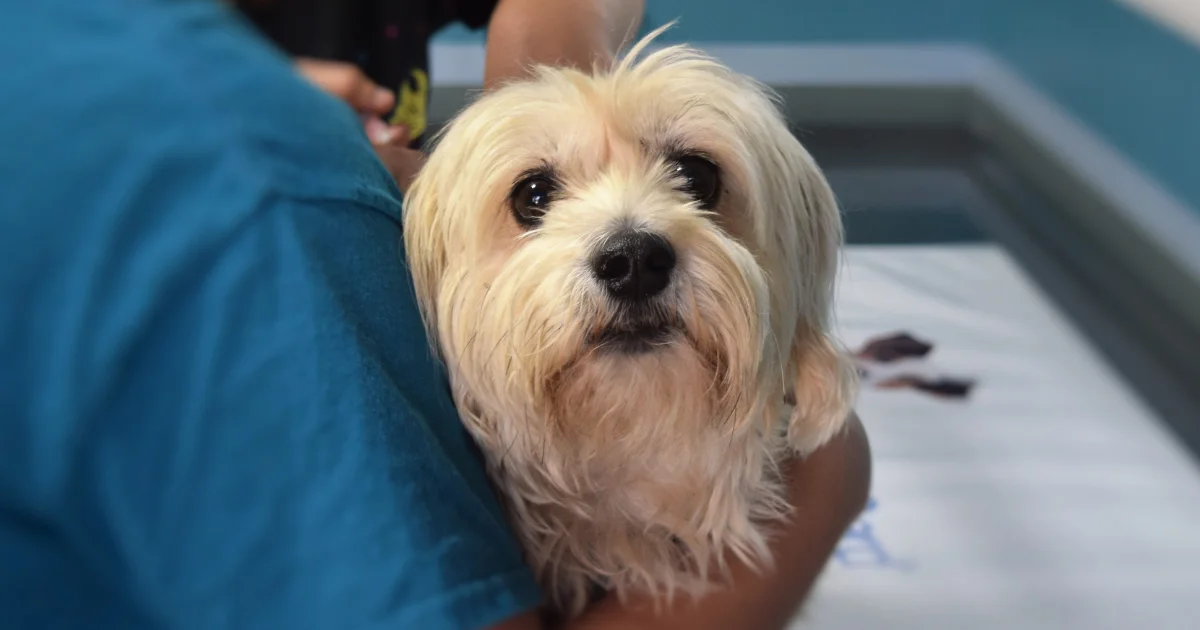 dog in canine chiropractor arms for session