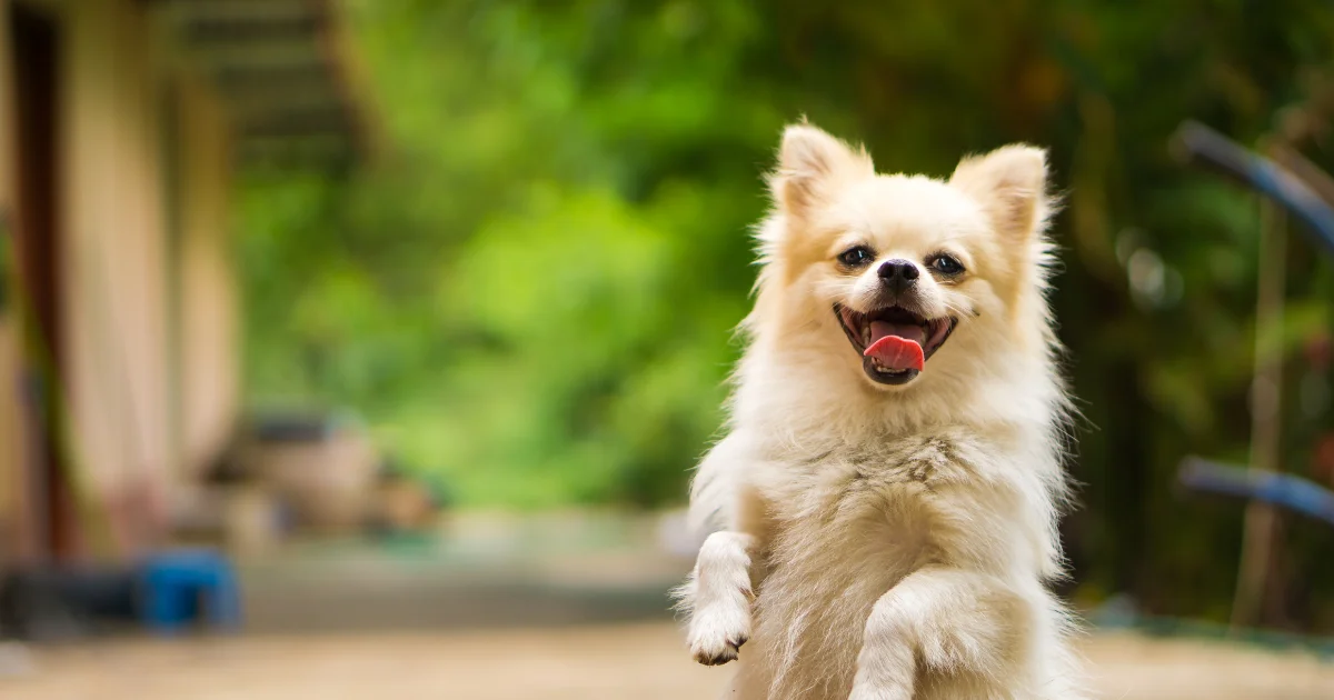 smiling dog tipping point digital